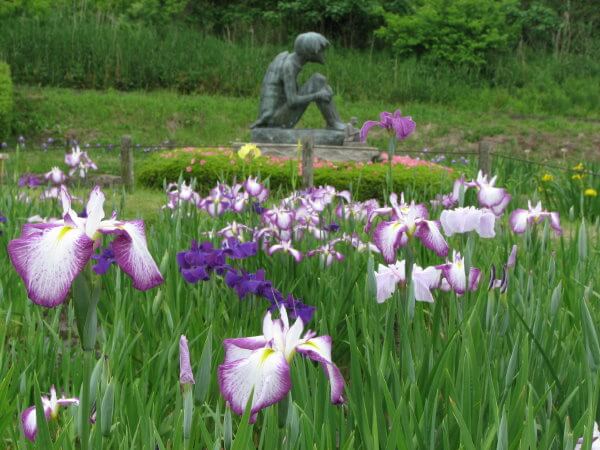 牛久市観光アヤメ園