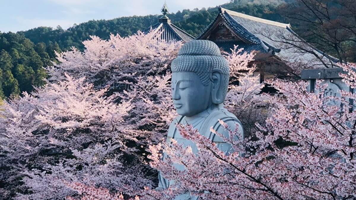 壷阪寺の桜大仏