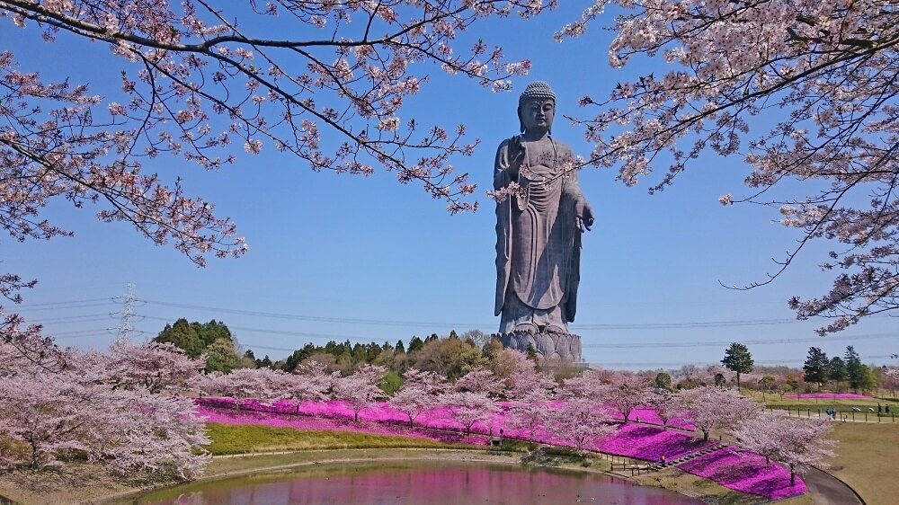 牛久大仏と桜と芝桜のコラボレーション