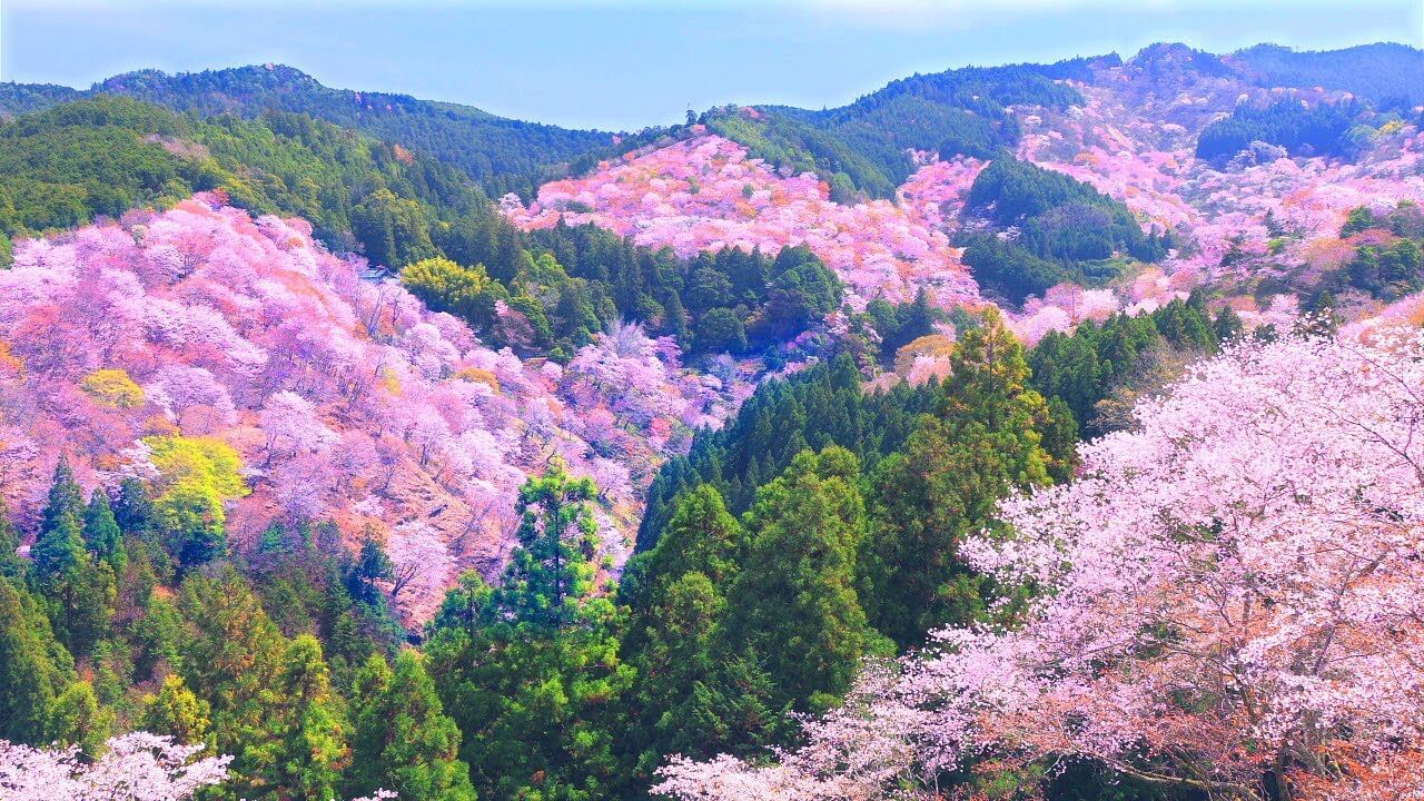 吉野山の千本桜