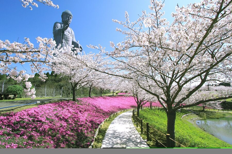 牛久大仏と桜と芝桜の素晴らしいコラボ